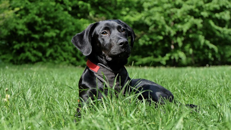 How Do Robot Lawn Mowers Handle Dog Poo