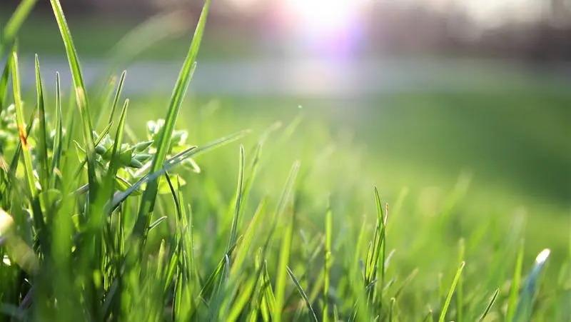 What is the Best No-Mow Grass in Australia